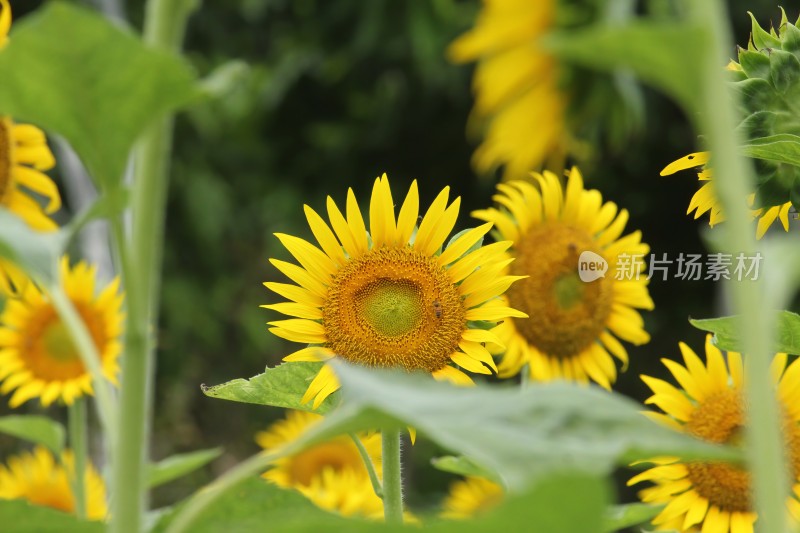 大片向日葵花田绿叶黄花生机勃勃