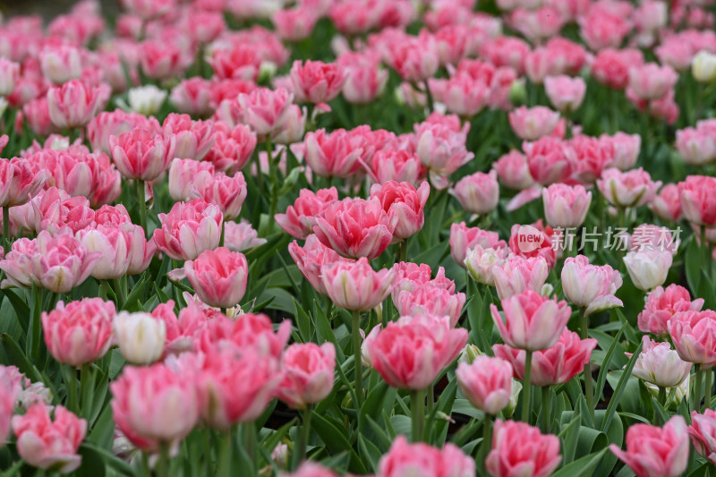 郁金香花海