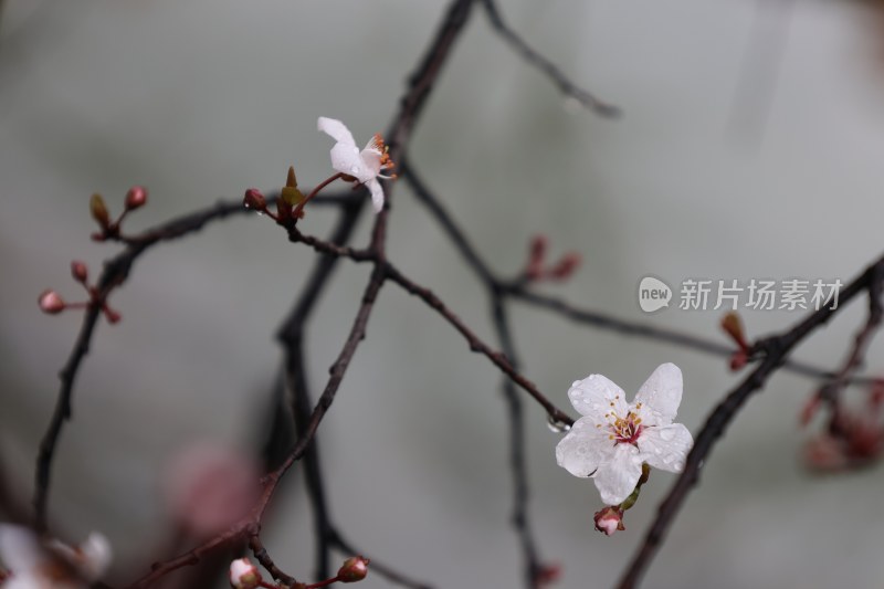 带水珠的白色花卉特写