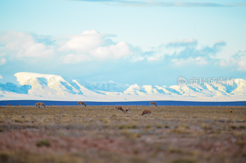 雪山下的藏羚羊群
