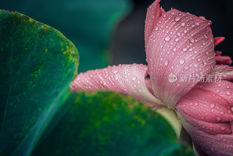 夏天雨后的荷花挂满水珠