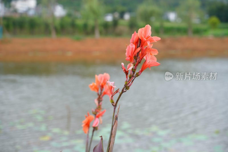 水边绽放的橙红色花朵