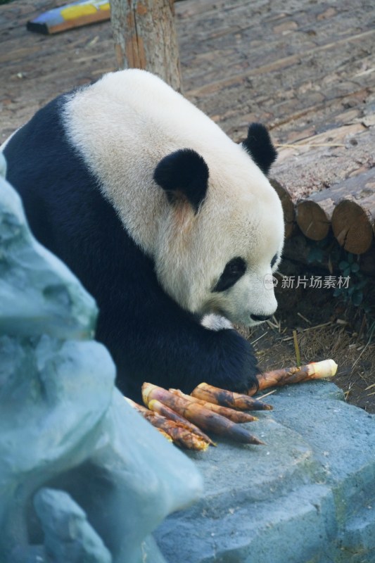 大连动物园 大熊猫飞云