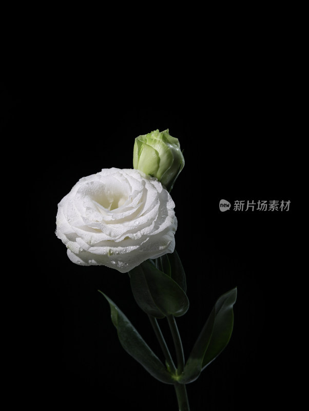 黑色背景上的一支白色鲜花