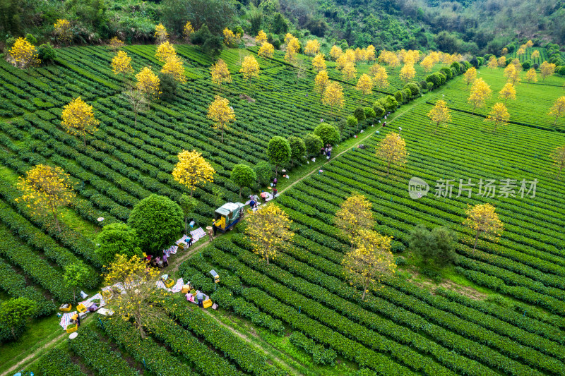 广东清远英德茶园茶场春天采茶风光航拍