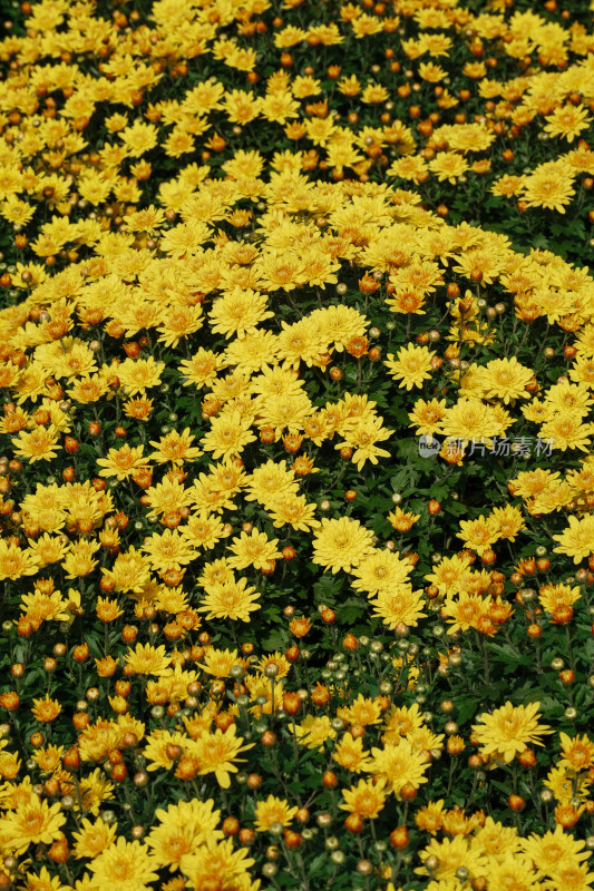 北京国家植物园菊花展