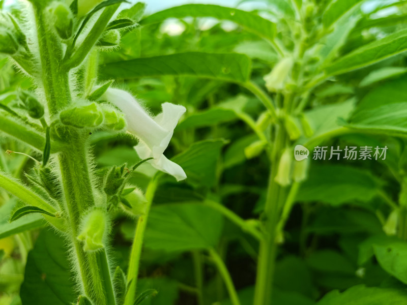 夏天成熟的芝麻籽苗杆植物特写自然