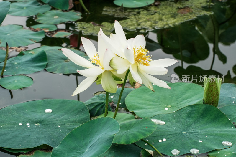 北京圆明园荷花