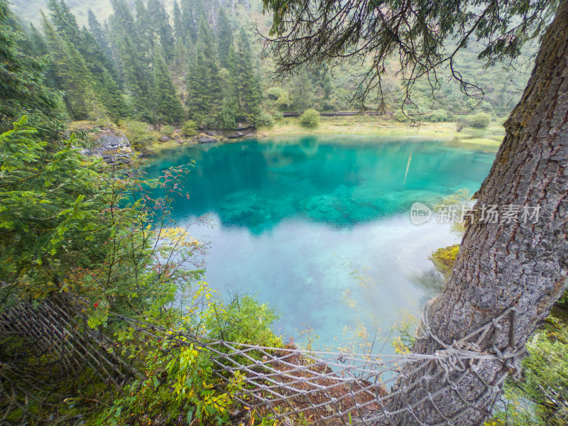 静谧的森林与湖景