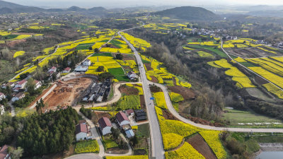 航拍汉中市洋县油菜花田乡村振兴