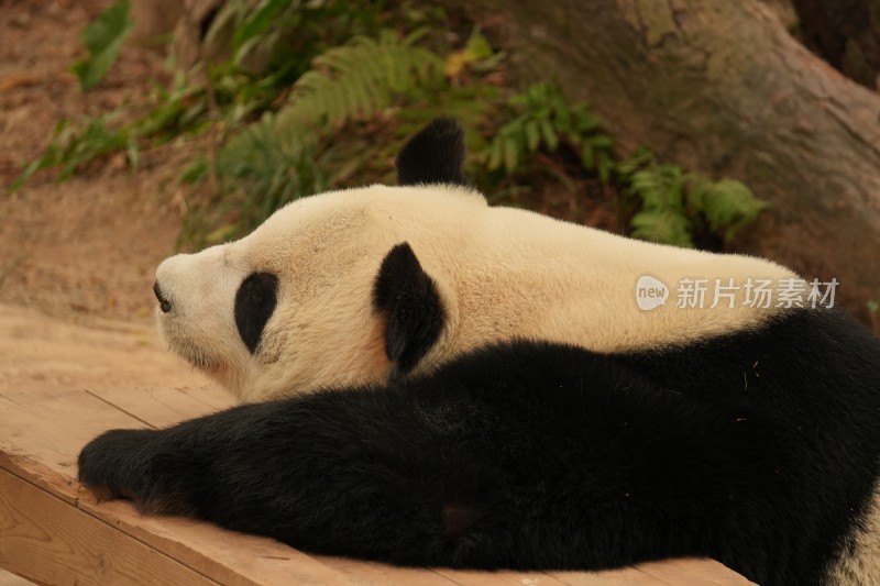 大熊猫户外活动和栖息的可爱模样