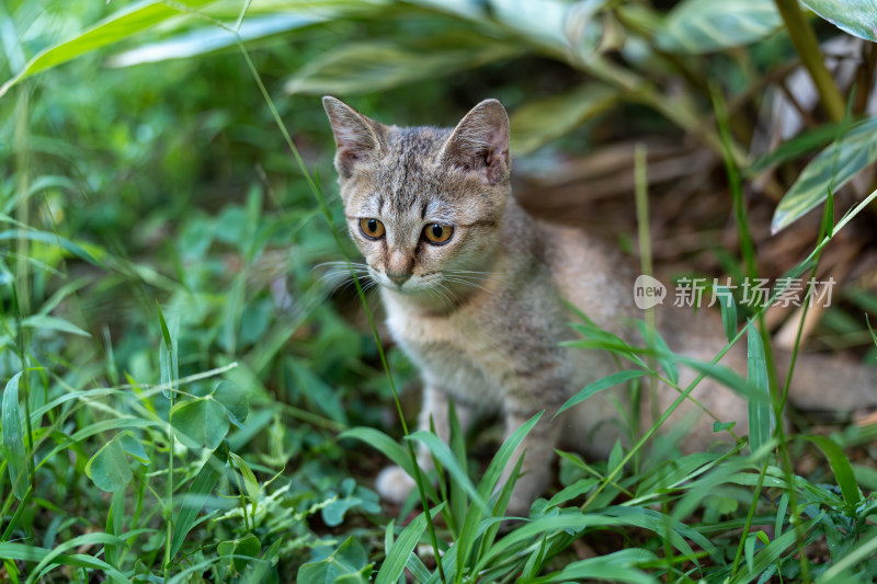 后院花园里玩耍的可爱猫眯