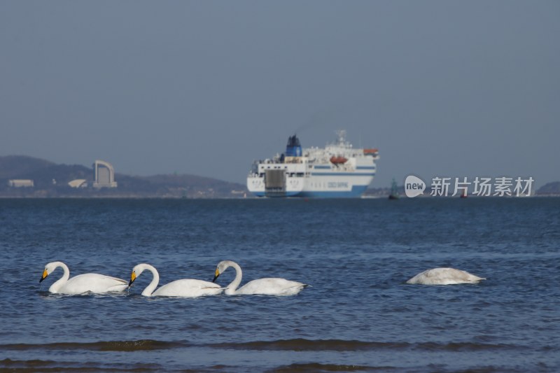 威海经区九龙湾的大天鹅与渤海恒生游轮