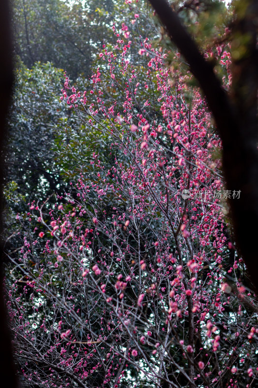 杭州半山森林公园盛开的粉色梅花特写