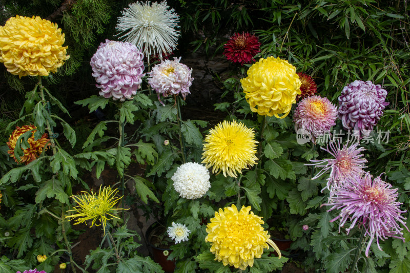 菊花展览各色菊花秋菊盛开