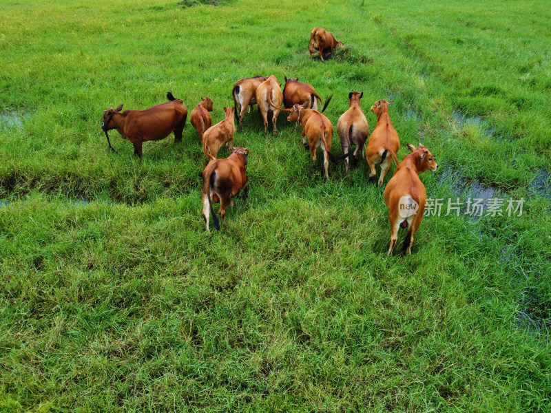 牧场草地上散养黄牛牛群的俯拍景象