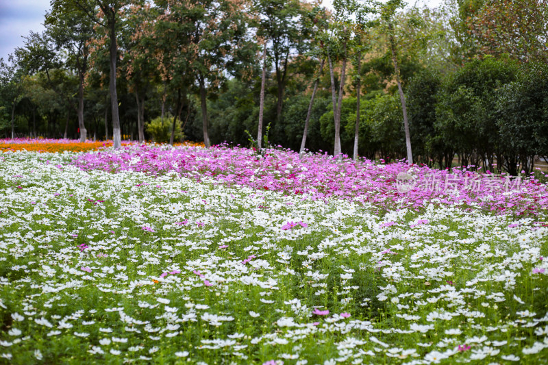 花草 绿地 城市风光 故乡