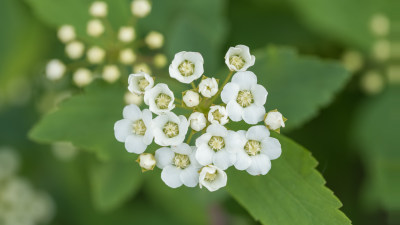 春天的绣线菊小白花特写