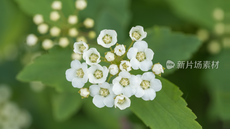 春天的绣线菊小白花特写