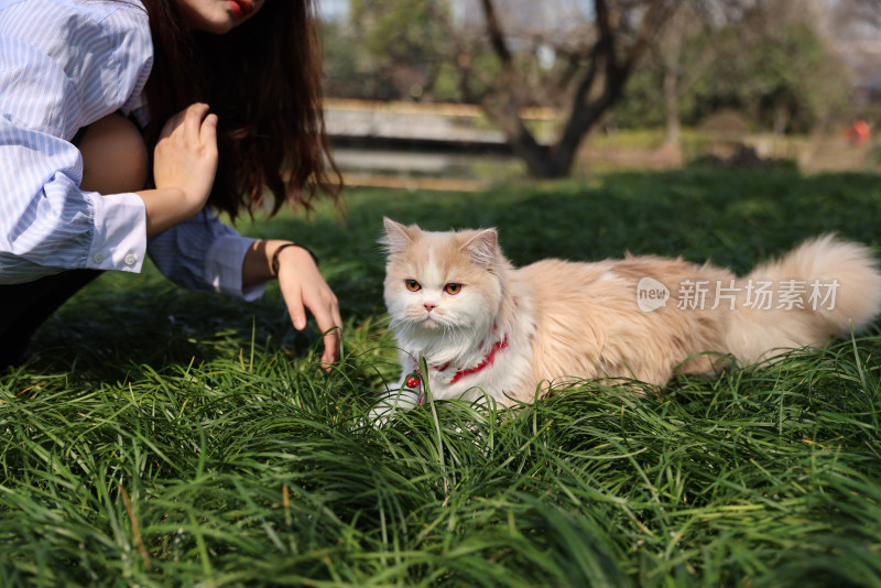 一个美女与宠物英国长毛猫的温馨互动