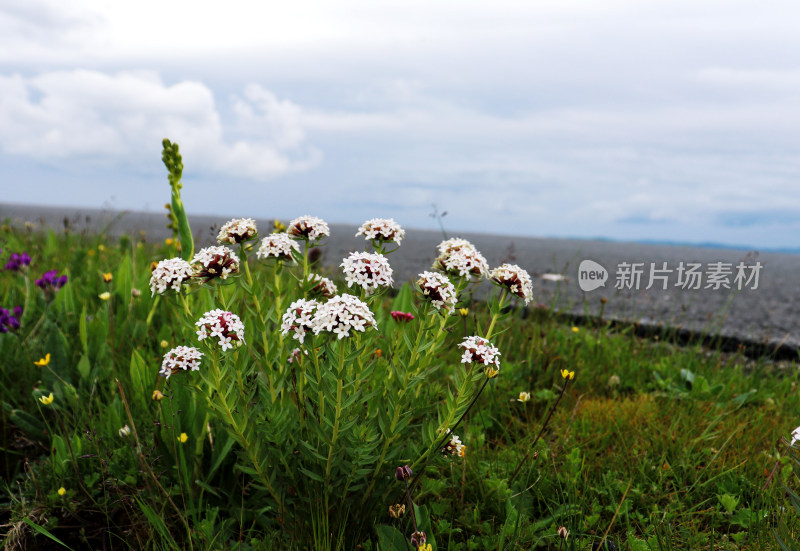 草原花朵开放