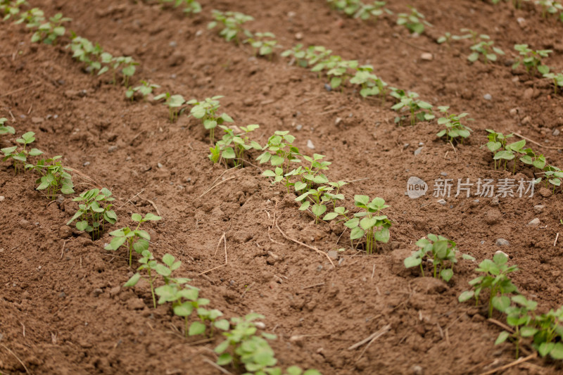 土地上种植的绿豆苗