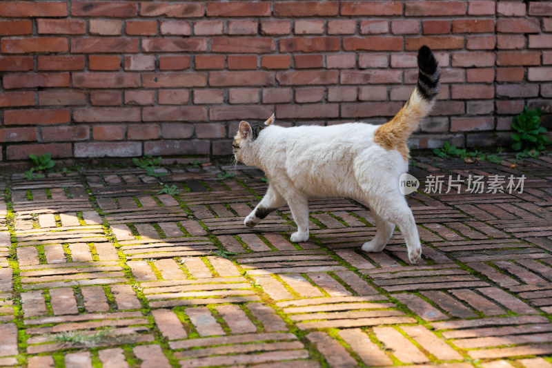 猫在红砖地面行走散步背影