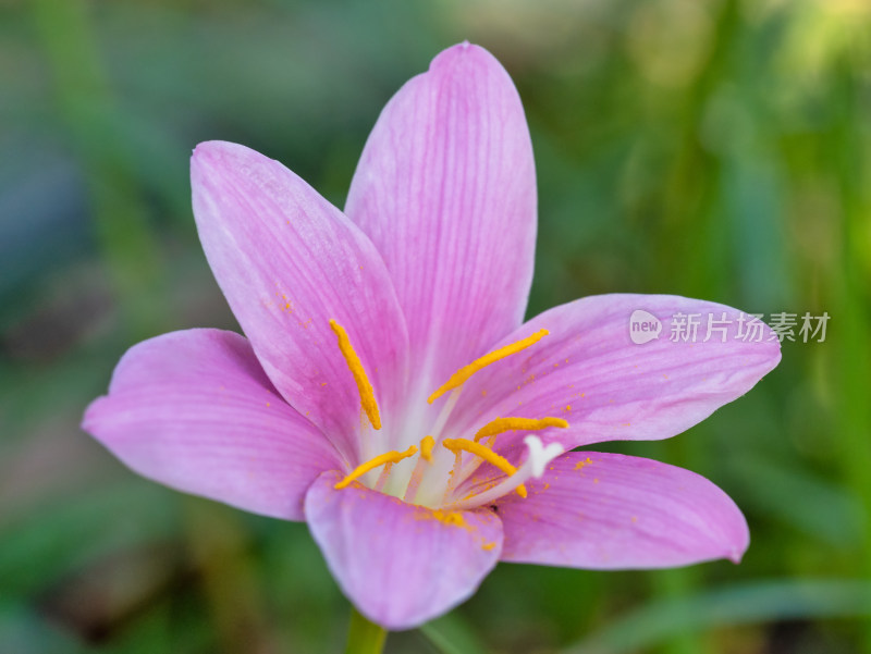 春天的韭莲开花