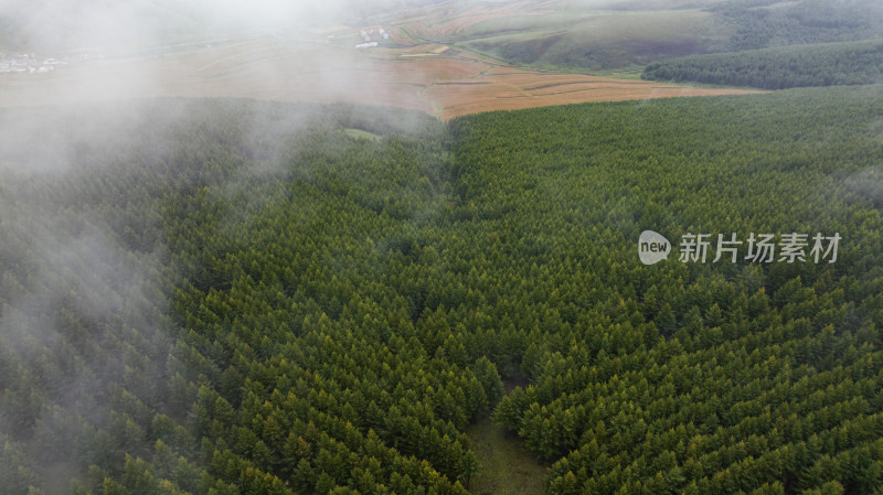 云雾缭绕的大片森林鸟瞰全景