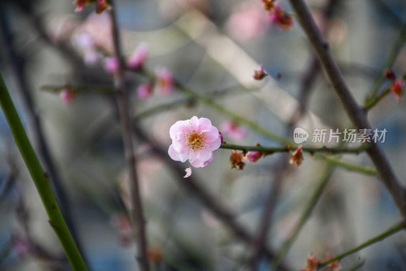 春意盎然的桃花枝