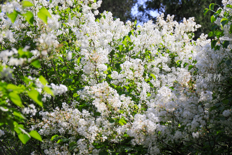 丁香花花卉