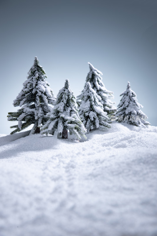 雪后的松树