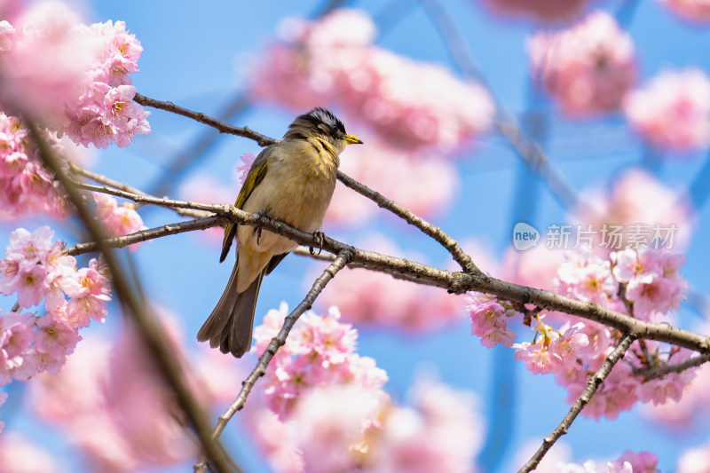 春天的樱花与小鸟