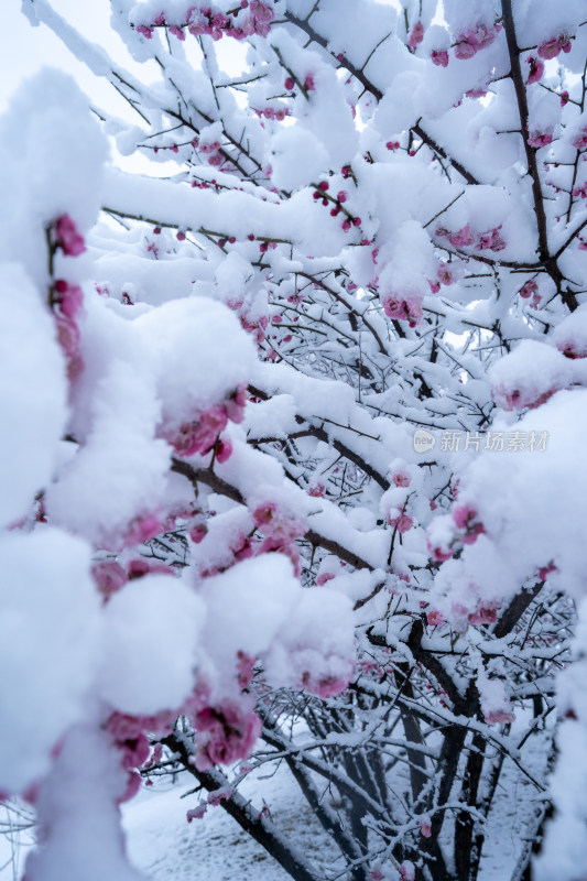 雪后的梅花很美