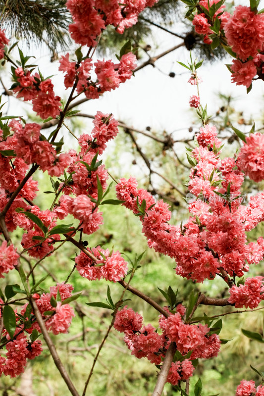 北京莲花池公园桃花