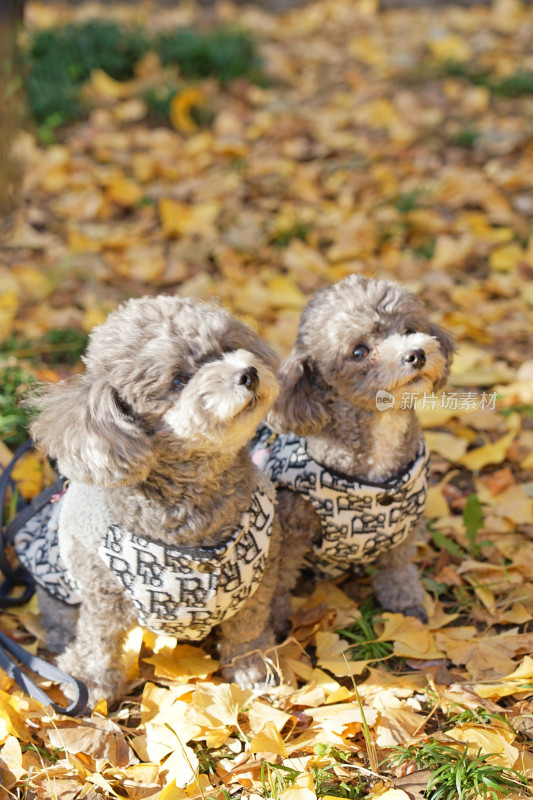 两只穿着衣服的泰迪犬在银杏落叶中