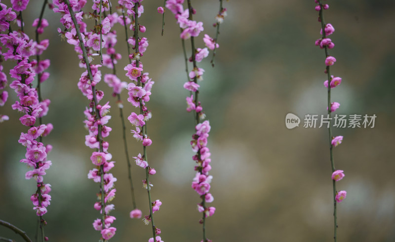 贵州梅园梅花