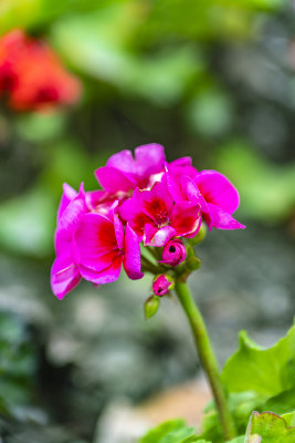 春天盛开的花朵