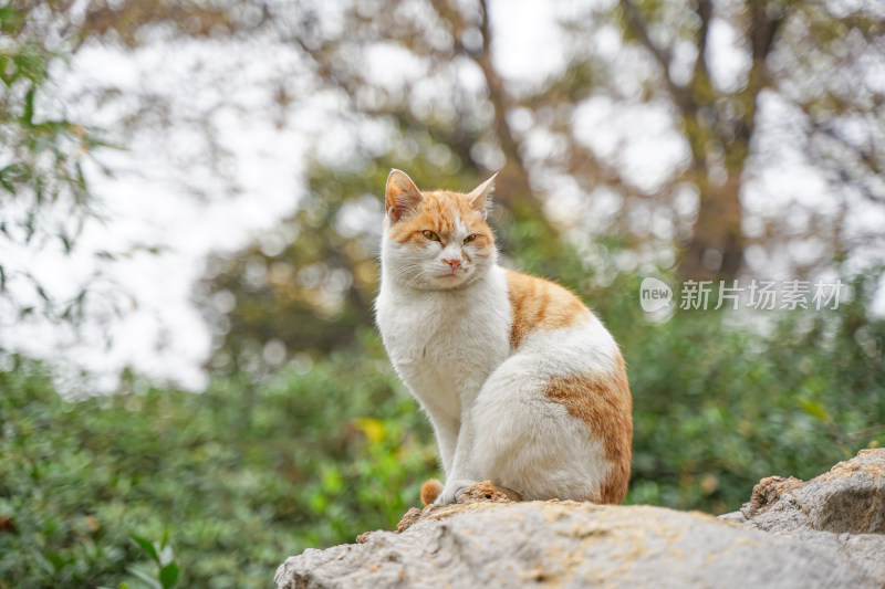 公园中的流浪猫