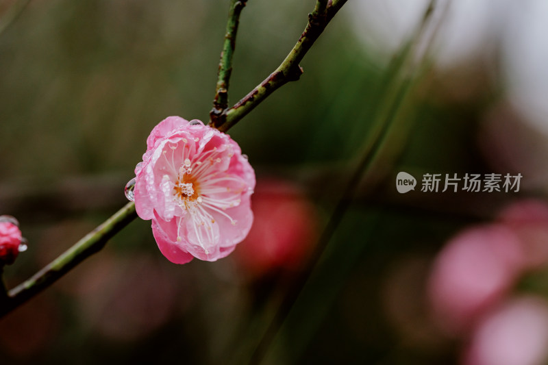 雨天盛开的西溪湿地梅花微距视角