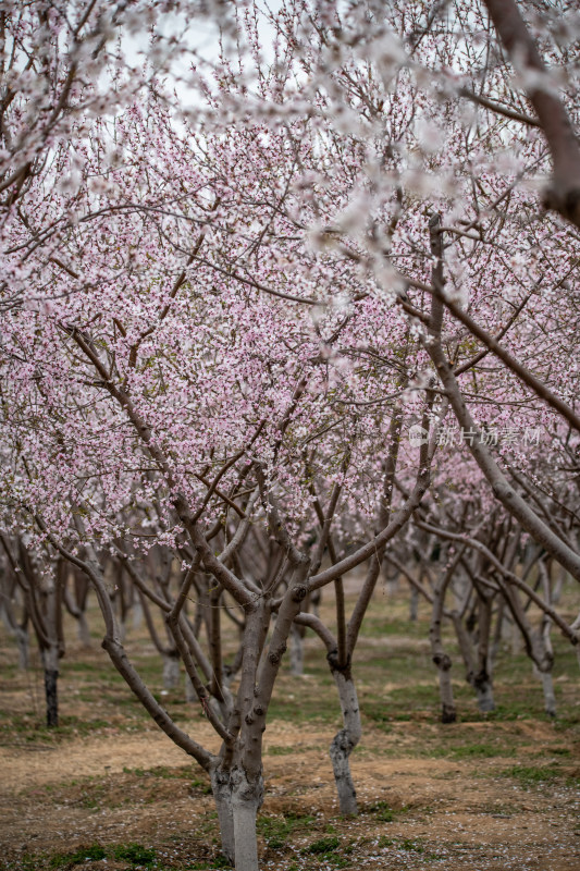 桃树桃花桃树林