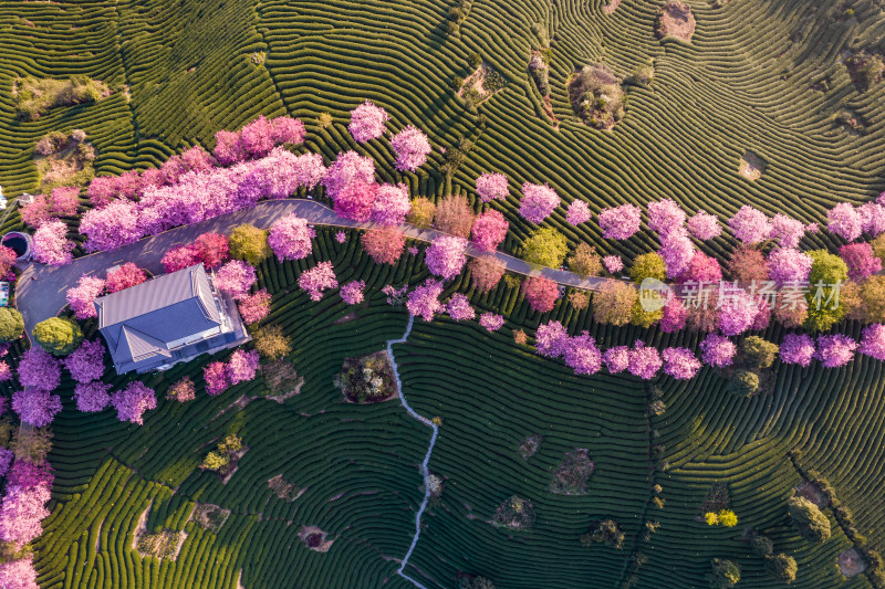 福建龙岩永福台品樱花茶园