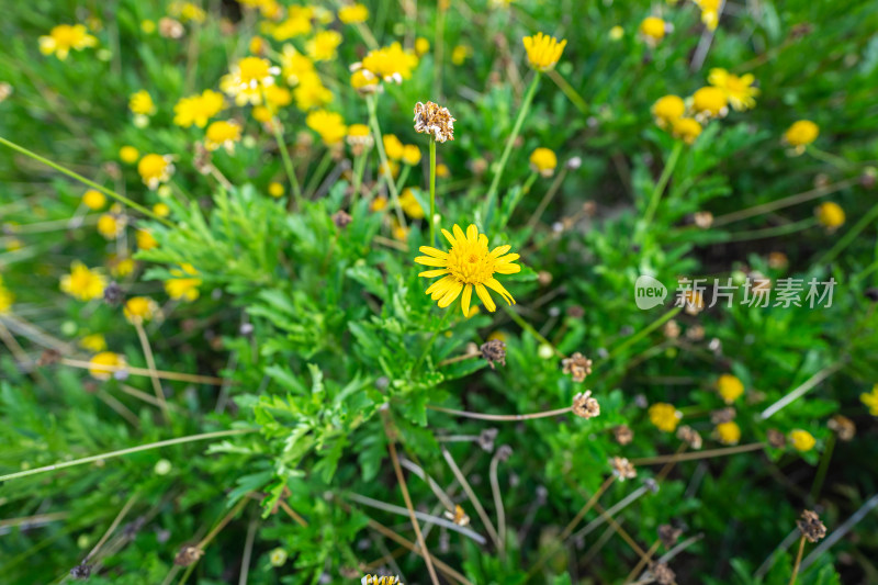 黄花植物黄金菊