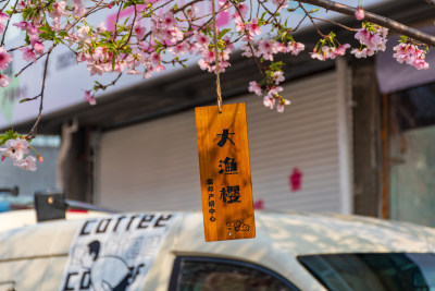 樱花树下挂有木牌的咖啡店外风景