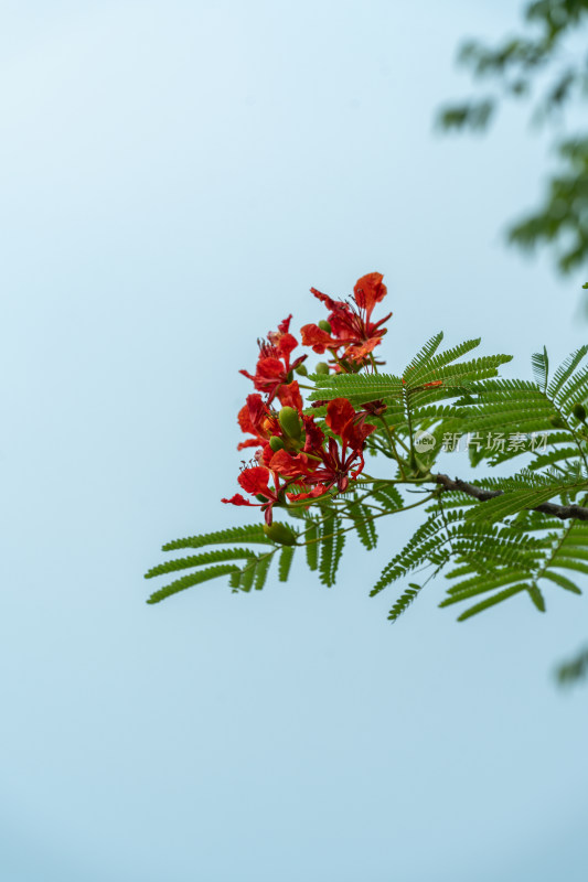 枝头绽放的红色凤凰花花朵