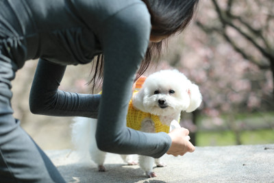 一个人正在给宠物狗比熊犬擦眼睛