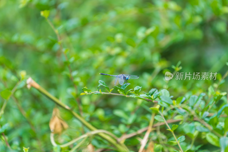 蓝蜻蜓栖息枝头