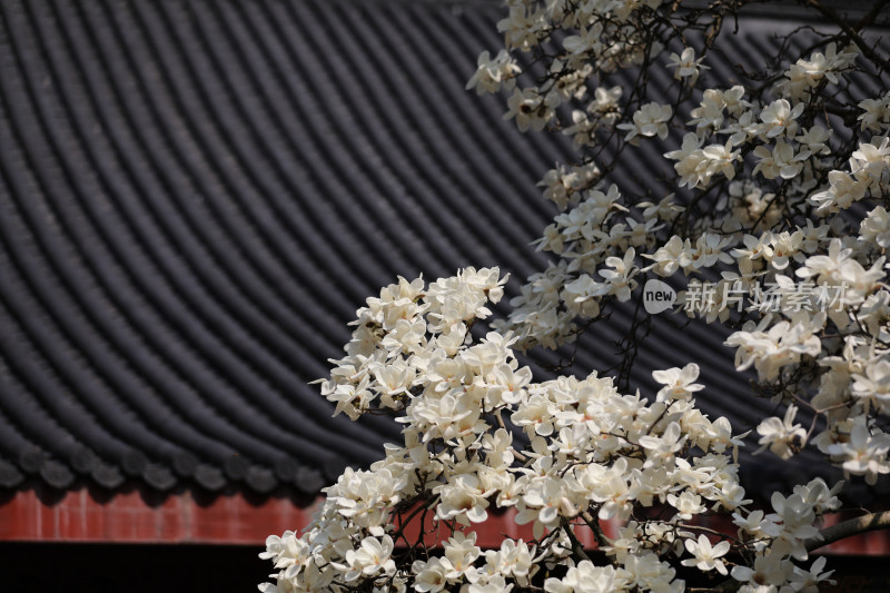 中国杭州法喜寺树龄500年的白玉兰