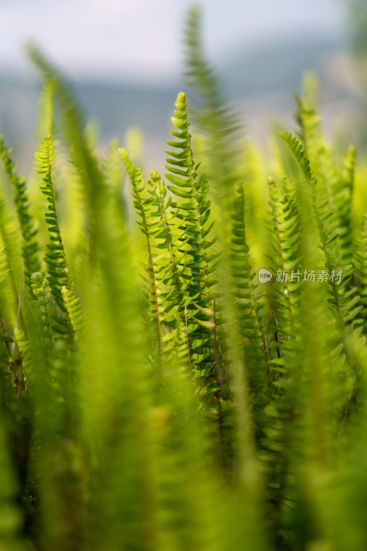 嫩绿蕨类植物特写