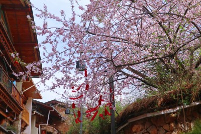 大佛寺山下桃花